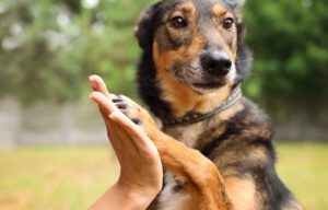 Dog with paw on human hand